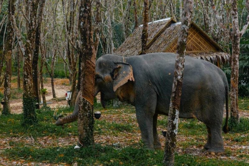 Khaolak: Elephant Sanctuary Guided Tour With Hotel Transfers - Frequently Asked Questions