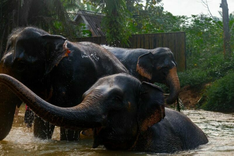 Khaolak: Elephant Sanctuary Guided Tour with Hotel Transfers - Value for Money