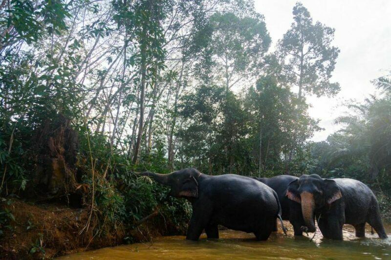 Khaolak: Elephant Sanctuary Guided Tour with Hotel Transfers - What the Reviews Say