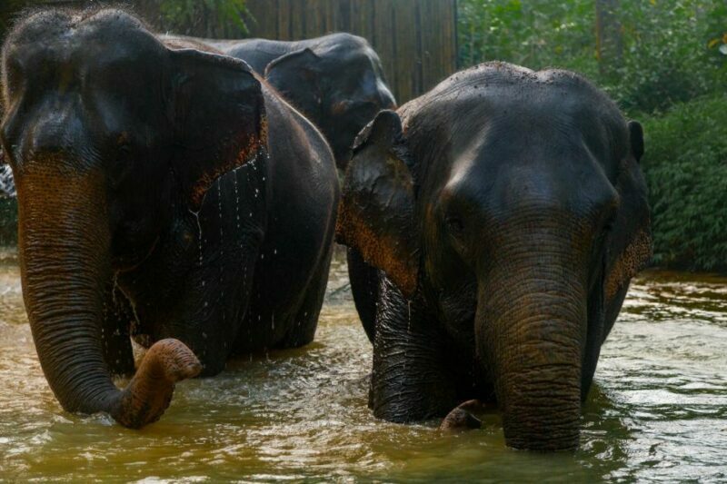Khaolak: Elephant Sanctuary Guided Tour with Hotel Transfers - FAQ