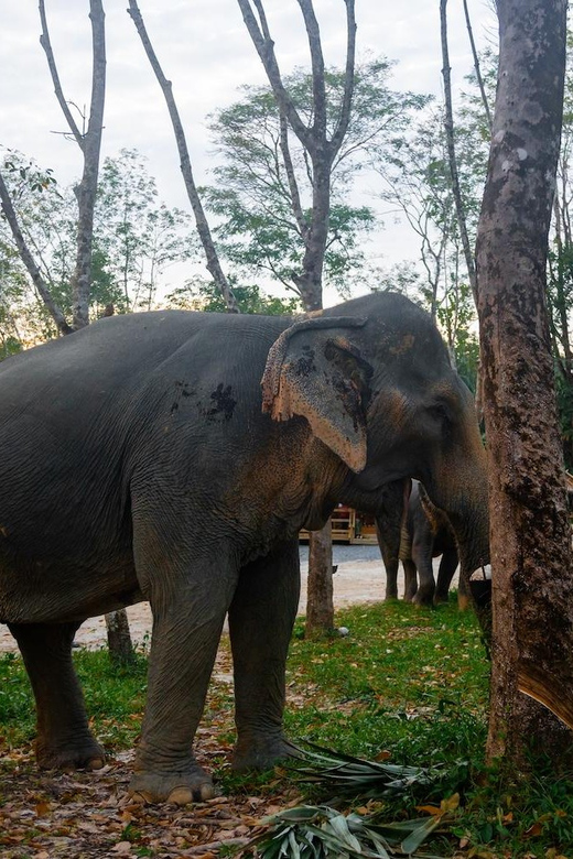 Khaolak: Elephant Sanctuary Guided Tour With Hotel Transfers - English Language Tour