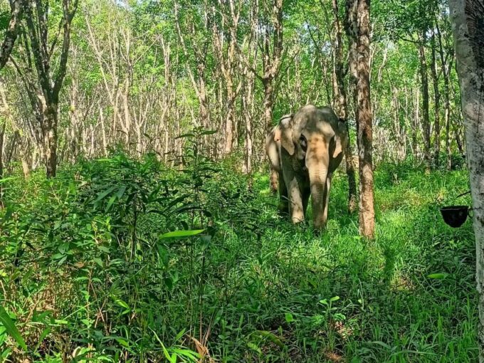 Khaolak: Elephant Sanctuary Guided Tour With Hotel Transfers - Pickup and Transportation
