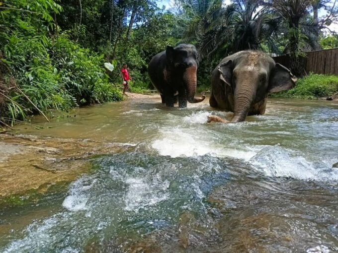Khaolak: Elephant Sanctuary Guided Tour With Hotel Transfers - Important Considerations