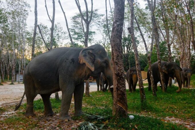 Khaolak: Elephant Sanctuary Guided Tour With Hotel Transfers - About the Sanctuary