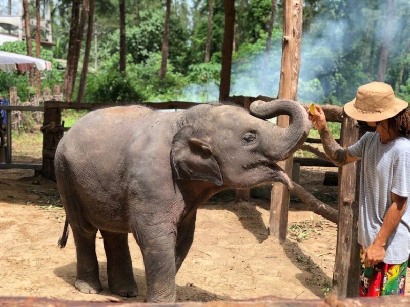 Khaolak: Elephant Sanctuary With Turtle Conservation Center - Itinerary Highlights