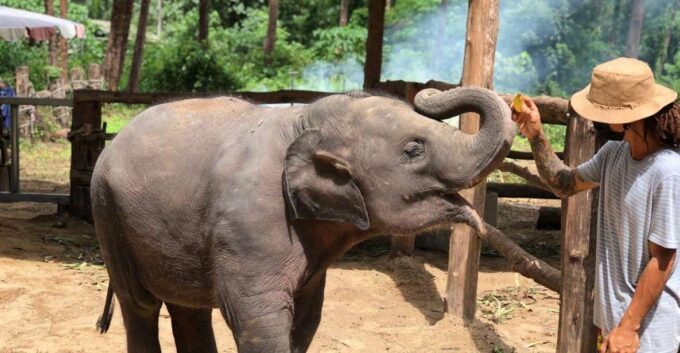 Khaolak: Elephant Sanctuary With Turtle Conservation Center - Cultural Visit