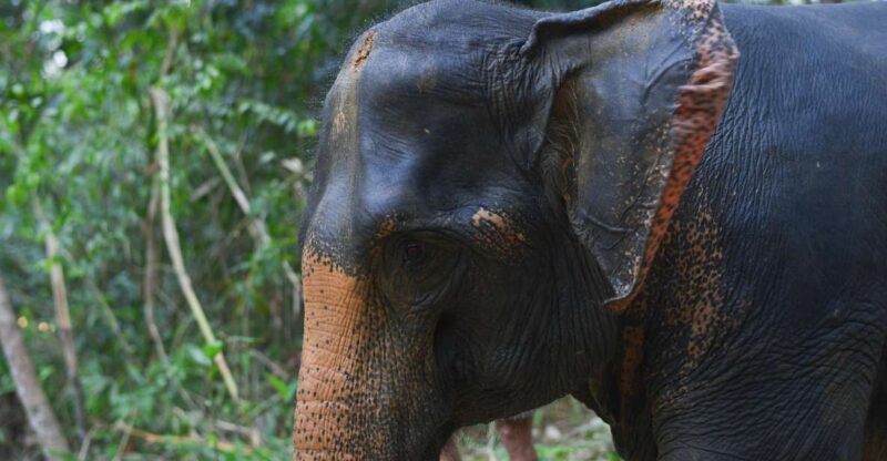 Khaolak Ethical Elephant Sanctuary Overnight Program - Itinerary and Activities