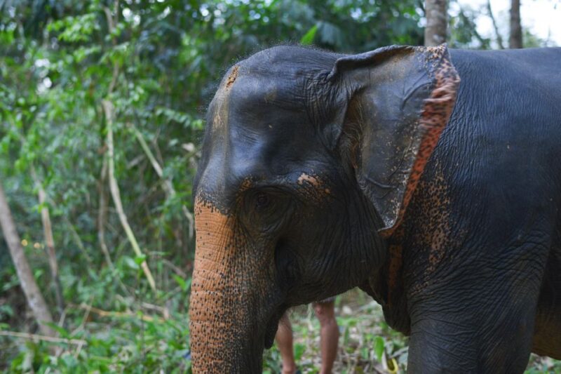 Khaolak Ethical Elephant Sanctuary Overnight Program - Inclusions