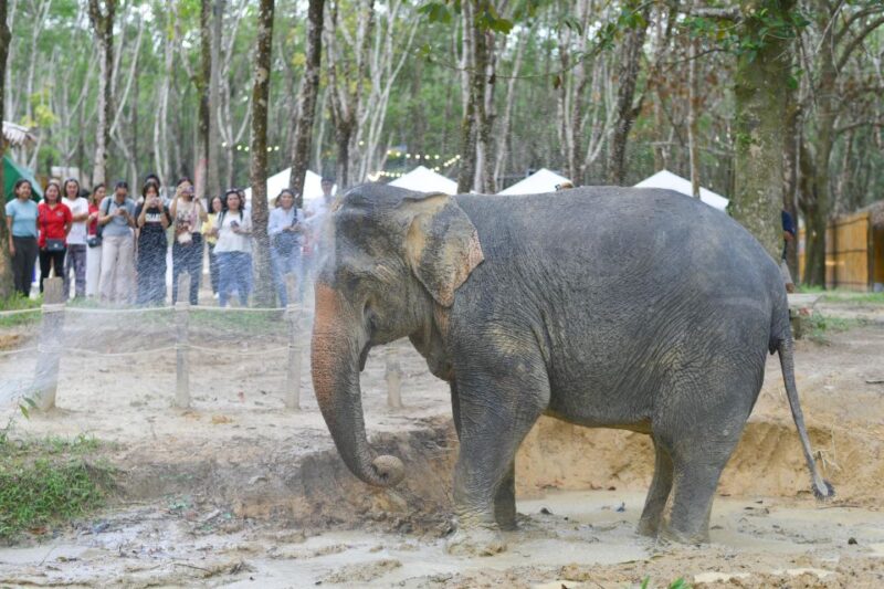 Khaolak Ethical Elephant Sanctuary Overnight Program - Important Information