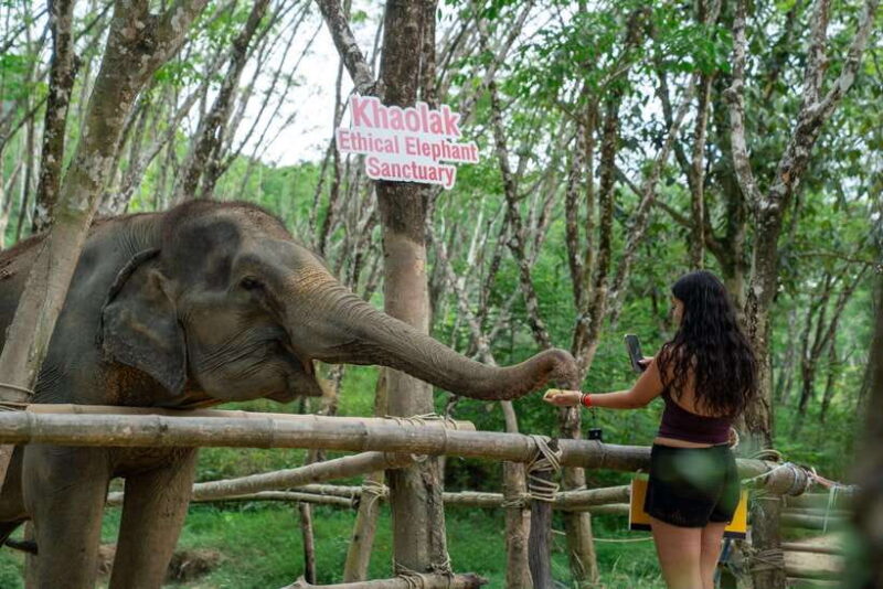 Khaolak Ethical Elephant Sanctuary Snack Making & Feeding - Observing Elephant Behaviors