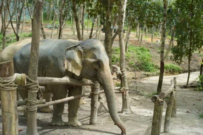 Khaolak Guide Tour to Sunday Market and Rescured Elephant - Customer Reviews