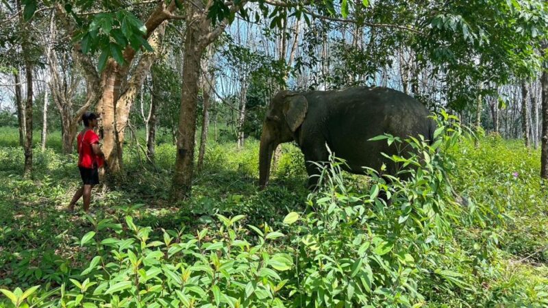 Khaolak Hightlight Jungle Trekking With Eco Guide Day Tour - Key Points