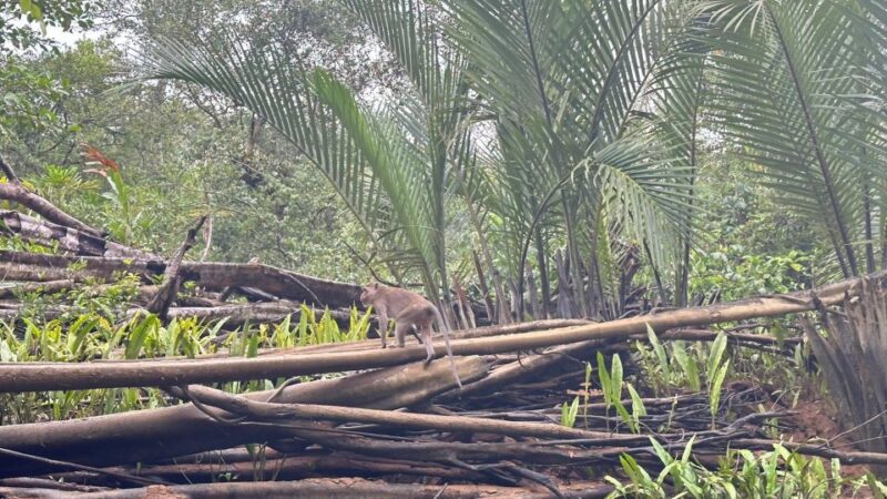Khaolak Hightlight Jungle Trekking With Eco Guide Day Tour - Cancellation Policy