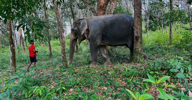 Khaolak Hightlight Tour With Eco Guide Adventure - Key Points