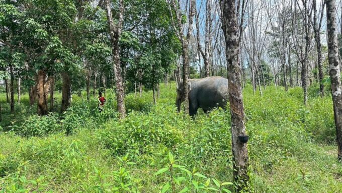 Khaolak Hightlight Tour With Eco Guide Adventure - Frequently Asked Questions