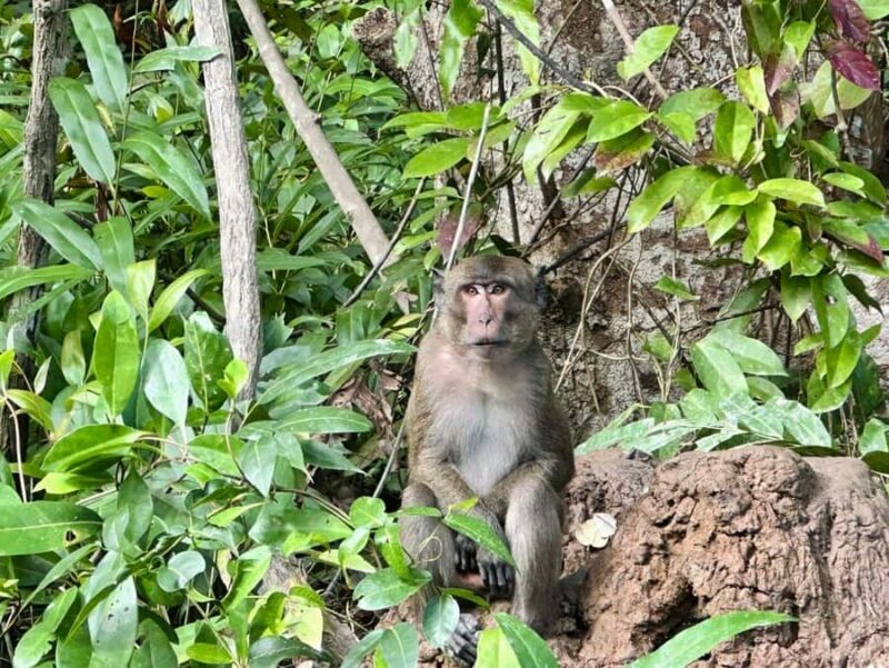 Khaolak: Little Amazon and Wat Khongkha Phimuk (Half Day) - Key Points