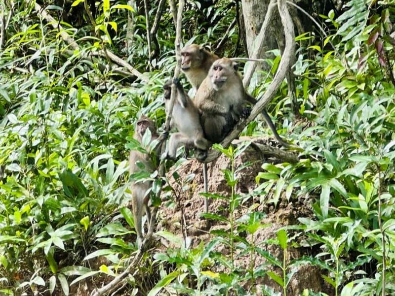 Khaolak: Little Amazon and Wat Khongkha Phimuk (Half Day) - Who Will Love This Tour?