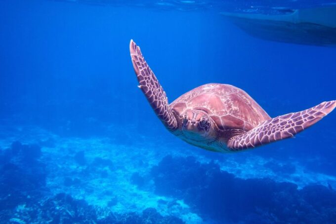 Khaolak: Similan Island Snorkeling Adventure Full Day Tour - Hiking to Sail-Rock