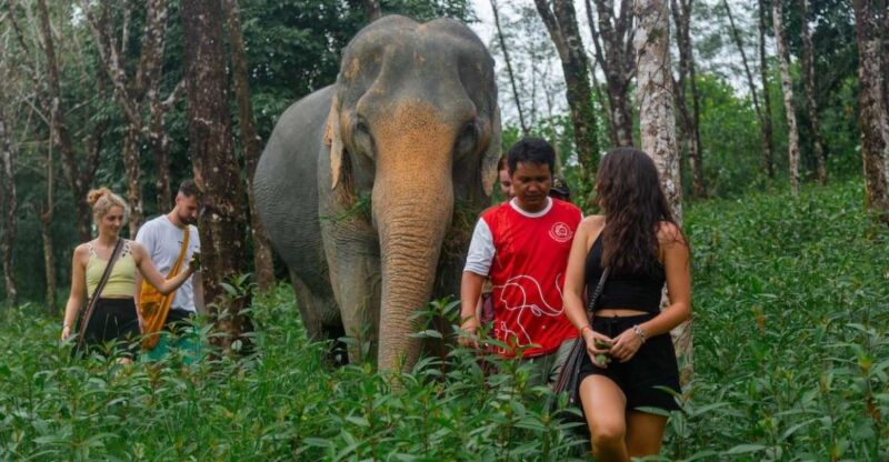 Khaolak: Sunset Elephant Walk With Complimentary Cocktail - Key Points