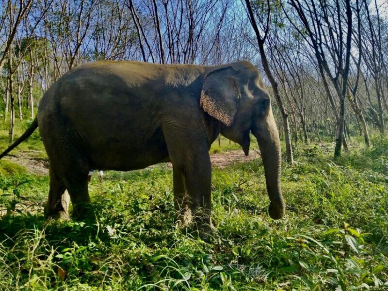 Khaolak: Sunset Elephant Walk With Complimentary Cocktail - Embrace the Sunset Elephant Walk