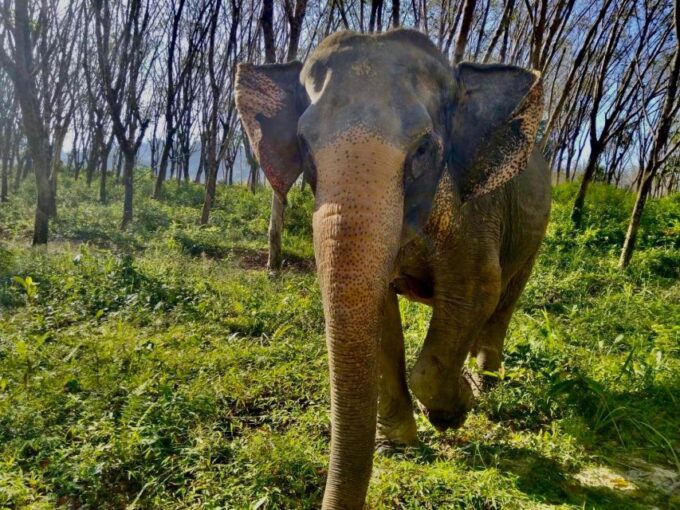 Khaolak: Sunset Elephant Walk With Complimentary Cocktail - Frequently Asked Questions