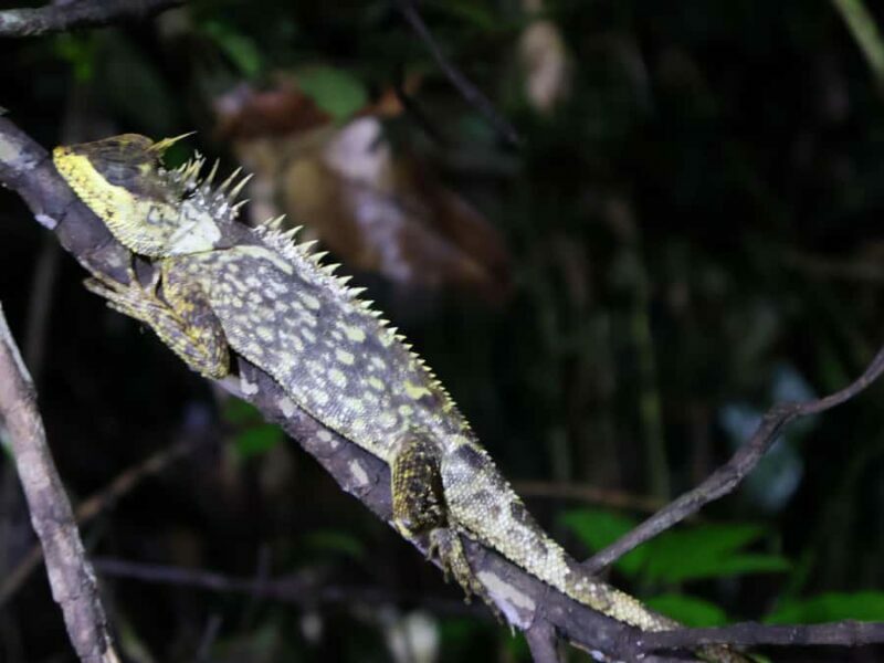 Khaosok Bamboo Raft & Night Safari (From Khaolak) - Night Safari: Into the Darkness