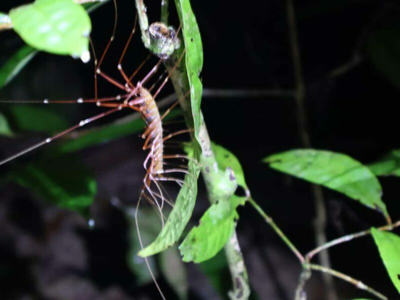 Khaosok Bamboo Raft & Night Safari (From Khaolak) - The Authenticity and Value