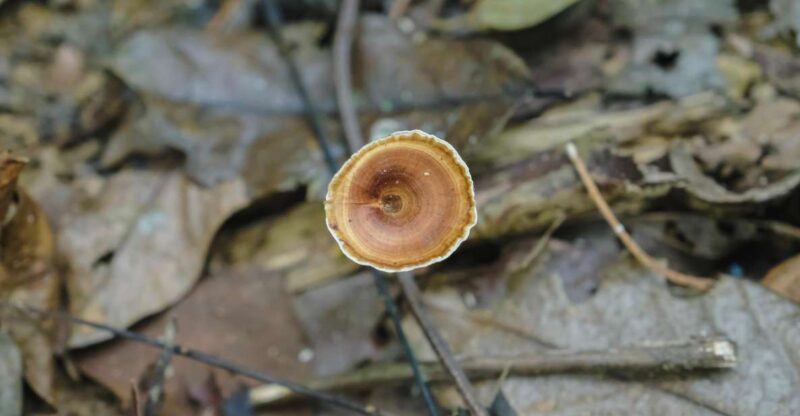 Khaosok Jungle Camping Tour & Khaosok Rain Forest Hiking - Key Points