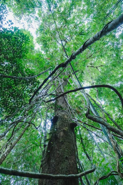 Khaosok Jungle Camping Tour & Khaosok Rain Forest Hiking - Itinerary: Day 2