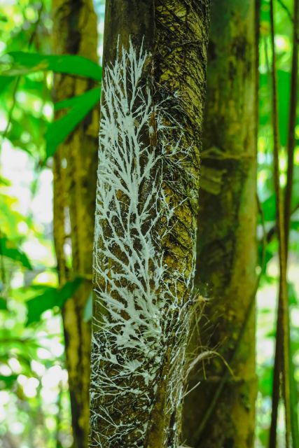 Khaosok Jungle Camping Tour & Khaosok Rain Forest Hiking - Booking Information