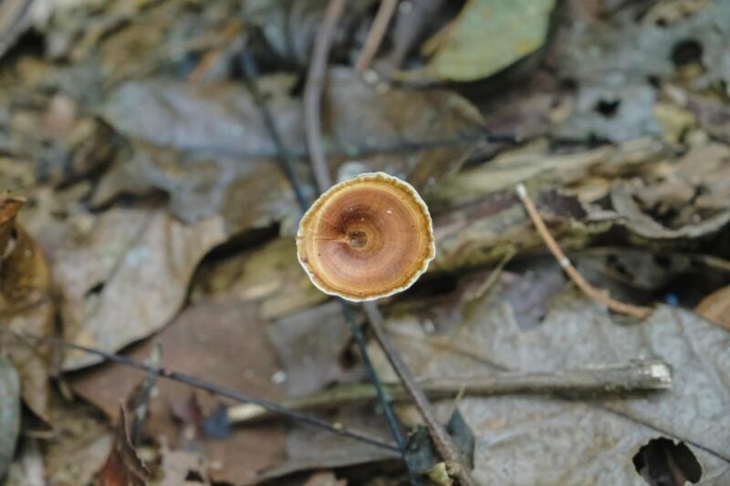 Khaosok Jungle Camping Tour & Khaosok Rain Forest Hiking - Highlights of the Tour