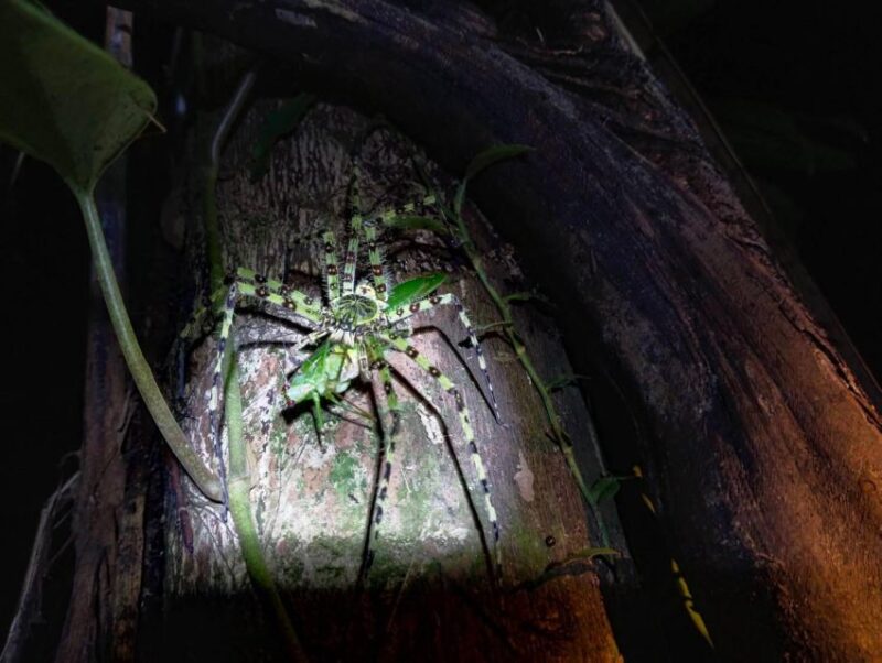 Khaosok Night Safari Experience (From Khaolak) - Key Points