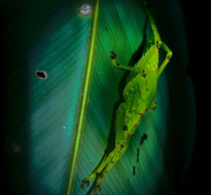 Khaosok Night Safari Experience (From Khaolak) - Booking Details