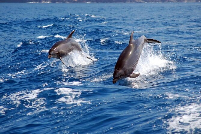 Khasab Half Day Dhow Cruise With Dolphin Watching & Swimming - Exploring the Khasab Coastline
