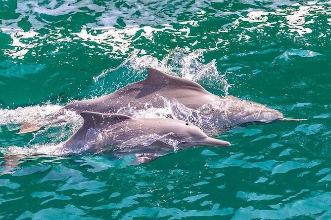 Khasab Musandam Full Day Dhow Cruise With Lunch and Snorkeling - Opportunities for Aquatic Adventures