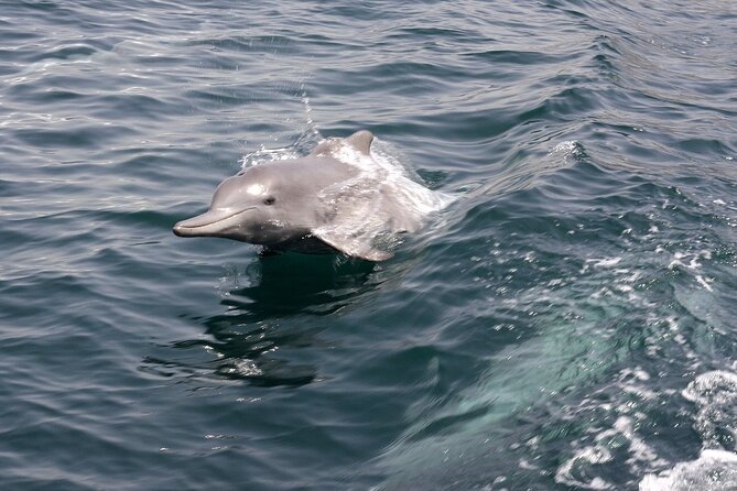 Khasab Musandam Half Day Dhow Cruise and Snorkeling Trip - Accessibility and Additional Information