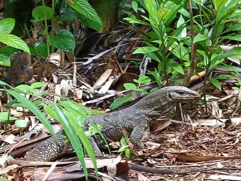 Khlong Sok: Khao Sok Waterfalls and Wildlife Half-Day Trek - National Park Entrance Fee
