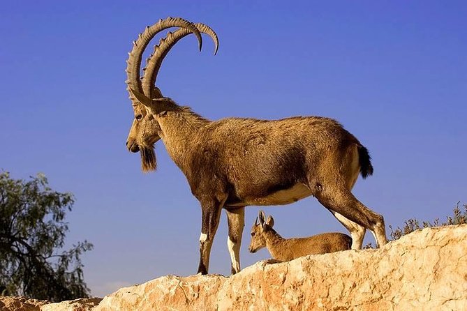 Khor Virap, Areni Winery, Noravank + Wild Goat Watching - Private Tour - Quick Points