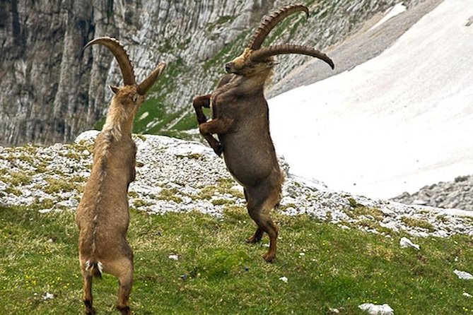 Khor Virap, Areni Winery, Noravank + Wild Goat Watching - Private Tour - Booking Information
