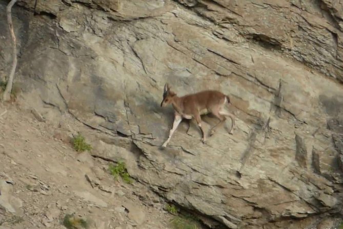 Khor Virap, Areni Winery, Noravank + Wild Goat Watching - Private Tour - Exploring Khor Virap
