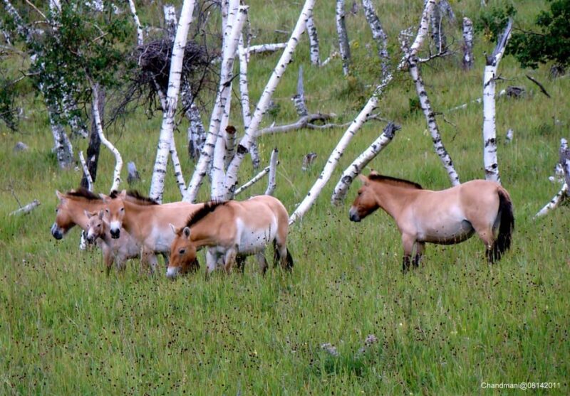 Khustai National Park Day Tour-Wild Horses - Lunch Options