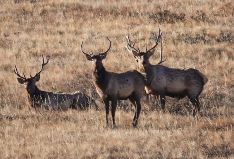 Khustai National Park Day Tour-Wild Horses - Inclusions