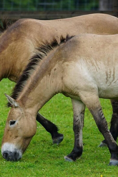 Khustai National Park Day Tour-Wild Horses - Important Considerations