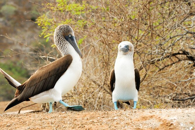 Kicker Rock Day Trip From San Cristobal: Snorkeling & Wildlife - Key Points