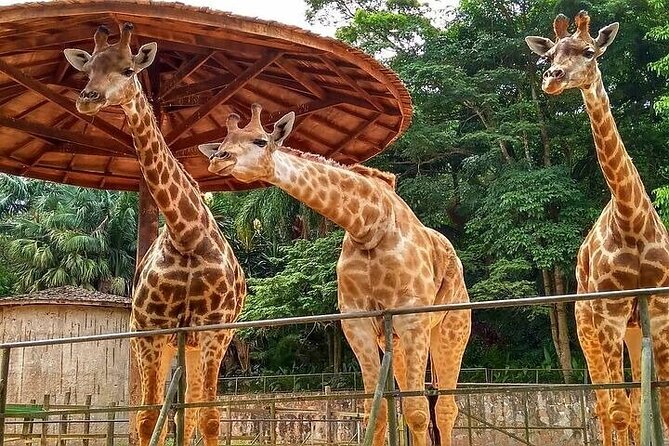 Kids & Family – Full Day Private Guided Tour in São Paulo - Bilingual Private Tour Guide