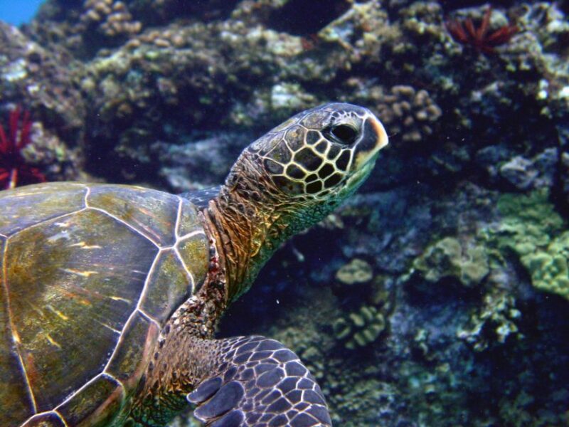 Kihei: Kayaking, Snorkeling, and Surfing Combo Experience - Inclusions