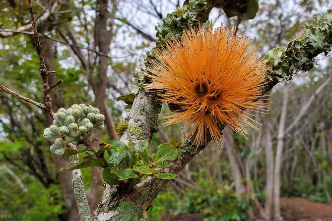 KīLauea Hike and Lava Gazing With Native Hawaiian - Flexible Booking and Cancellation Options