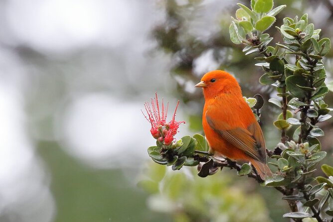 KīLauea Hike and Lava Gazing With Native Hawaiian - Exceptional Guide and Positive Reviews