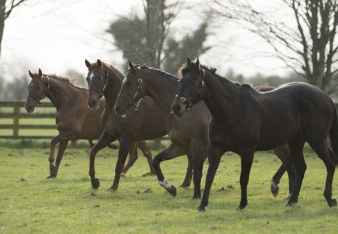 Kildare: Irish National Stud & Gardens - Accessibility and Accommodations