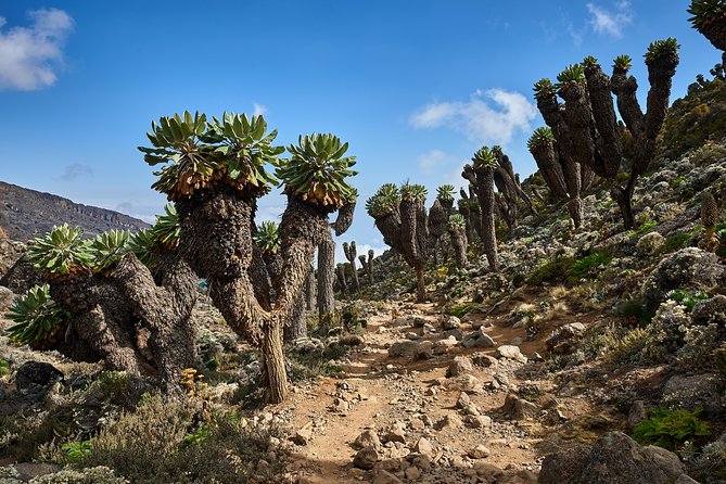 Kilimanjaro Climb by Lemosho Route (7-Day) - Cancellation and Refund Policy